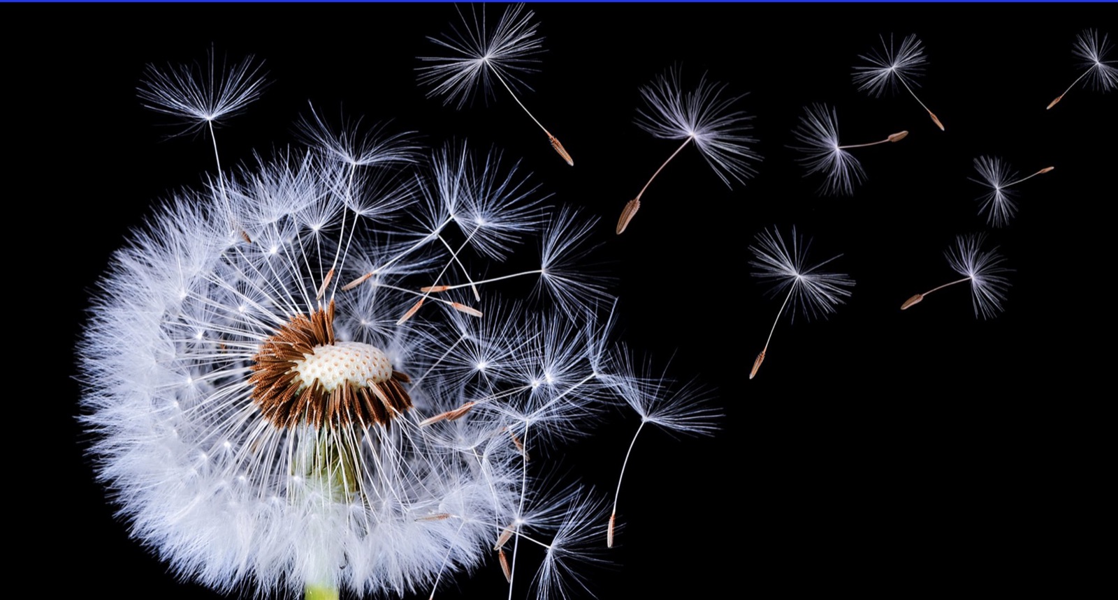 Dandelion spreading seeds - holistic education